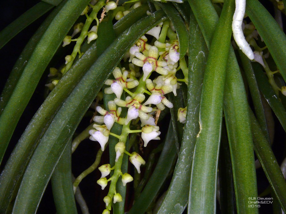 Asiatische Monopods » Tuberolabium odoratissimum